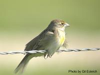 Dickcissel May 07 Field Trip 077 
